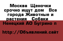 Москва! Щеночки срочно ищут дом - Все города Животные и растения » Собаки   . Ненецкий АО,Бугрино п.